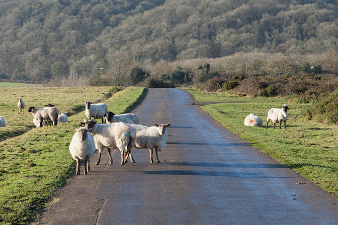 Vulnerable road users - What should you do when you're passing loose sheep on the road?