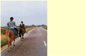 Other road users - You're driving on a single carriageway road. What should you do when you see horse riders ahead?